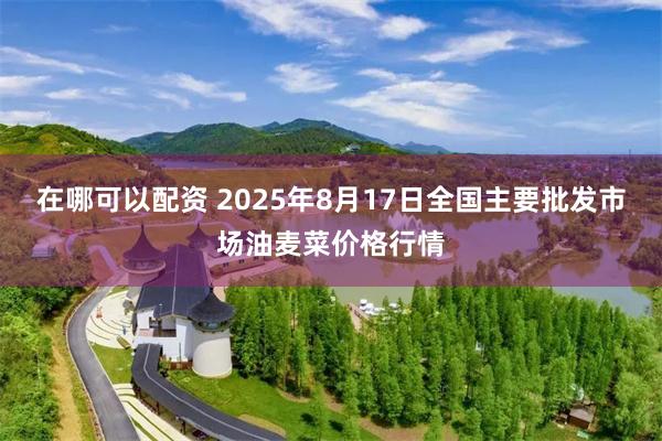 在哪可以配资 2025年8月17日全国主要批发市场油麦菜价格行情