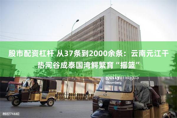 股市配资杠杆 从37条到2000余条：云南元江干热河谷成泰国湾鳄繁育“摇篮”